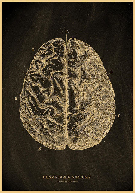 Human brain