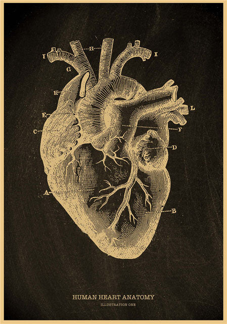 Human heart