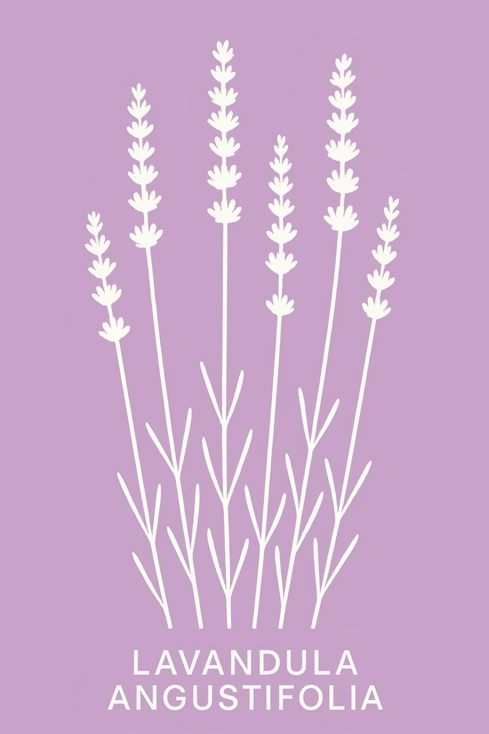 Lavanda Angustifolia — 1