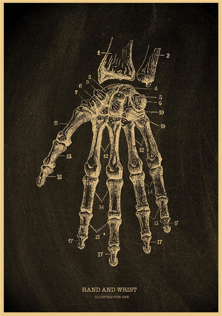 Hand and wrist