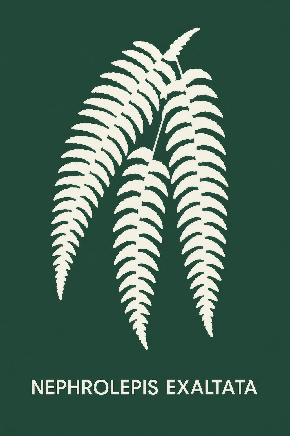 Nephrolepis Exaltata — 1