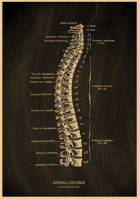 Spine