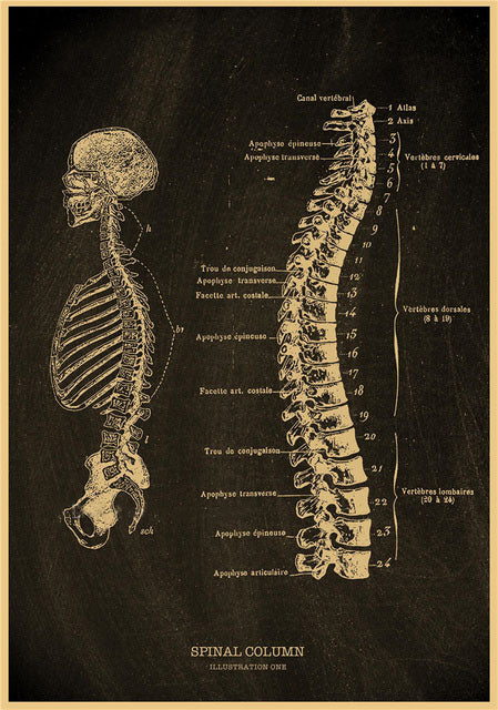 Spine and rib cage