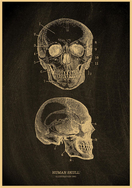 Human skull