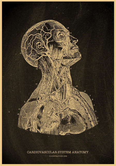Cardiovascular system