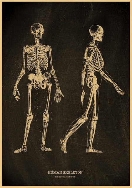 Human skeleton