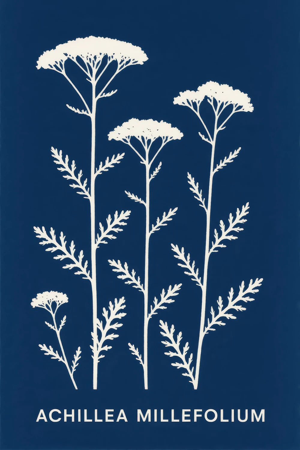 Achillea Millefolium — 1