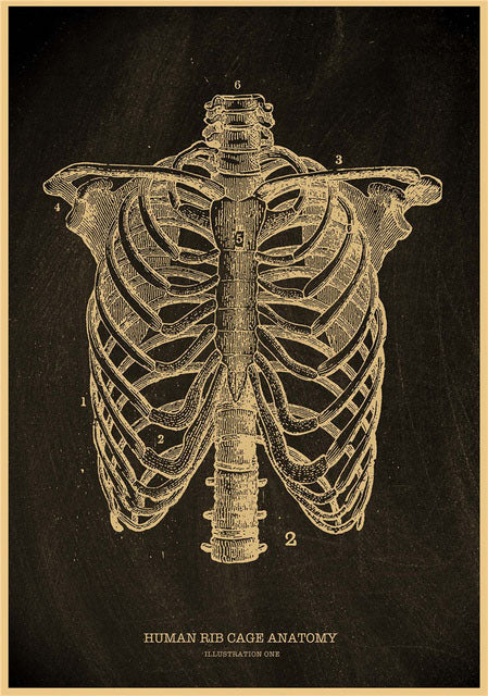 Gabbia toracica umana