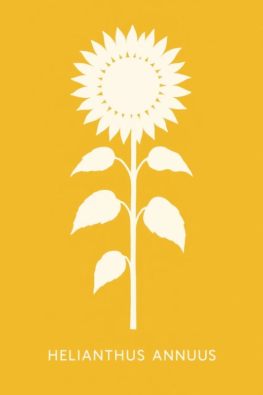 Helianthus Annus — 1
