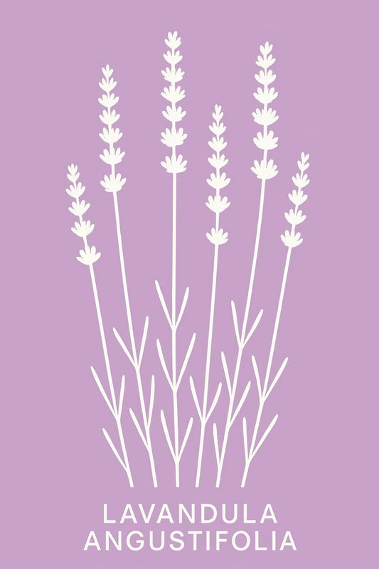 Lavanda Angustifolia — 1