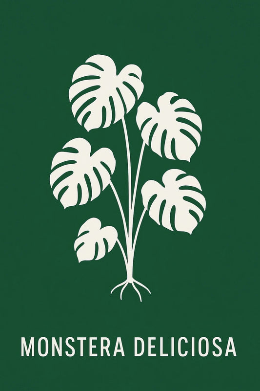 Monstera Deliciosa — 1