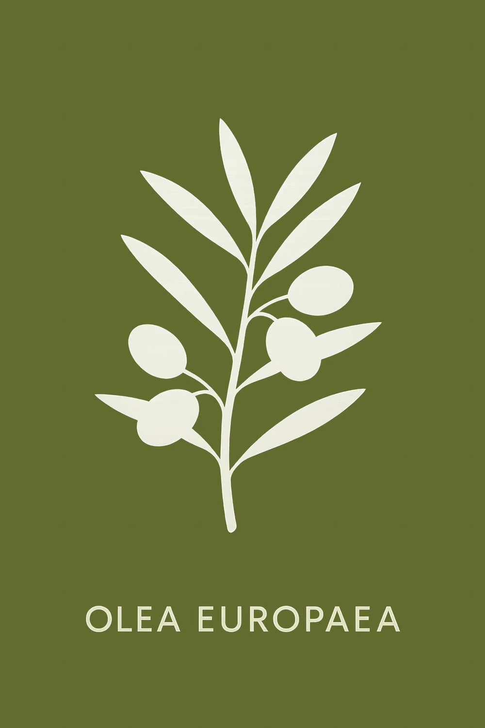 Olea Europaea — 1