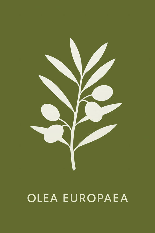 Olea Europaea — 1