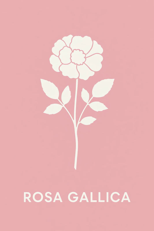 Rosa Gallica — 1