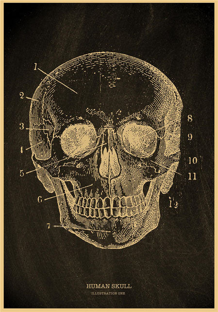 Human skull