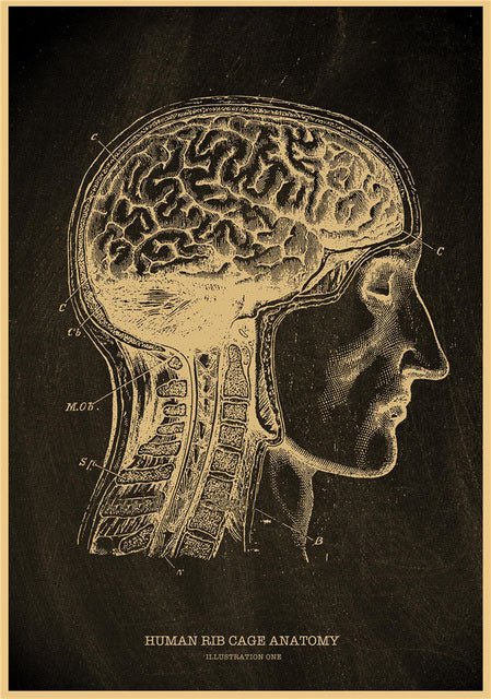 Anatomia testa umana - OnlyPoster Cartoncino A4